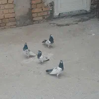 کبوتر|پرنده|گیان, |دیوار