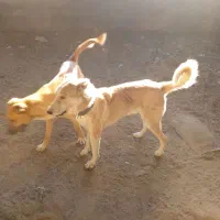 واگذاری سه غلاده سگ|سگ|شاهرود, |دیوار