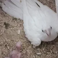 عروس هلندی البینو نر