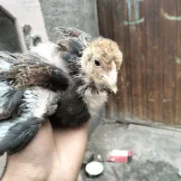 جوجه برهما 1ماهه