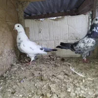 کبوتره خوب،|پرنده|ارطه, |دیوار