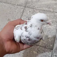 کبوتر|پرنده|آبش احمد, |دیوار