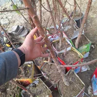 نهال بادام درشت تک و عمده موجود همراه با بادام|خدمات باغبانی و درختکاری|فلاورجان, |دیوار