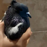 کبوتر باهمراه پابند کبوتر ناب