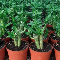 لوتوس آبی لوتوس خاکی