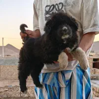 توله سگ لاس