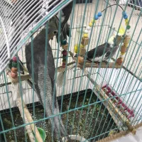 طوطی خوشگل عروس