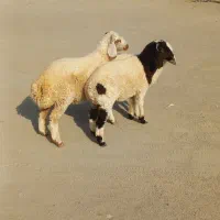 بره نر مناسب