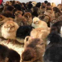 جوجه نژاد دار و محلی|حیوانات مزرعه|تربت جام, جامی|دیوار