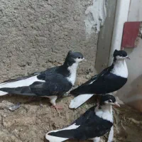 کبوتر ساده کاکلی جوجه