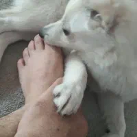 سگ گمشده.|سگ|دهدشت, |دیوار