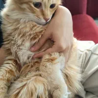 واگذاری گربه ۶ ماهه