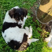 اشپیتز|سگ|رودسر, |دیوار