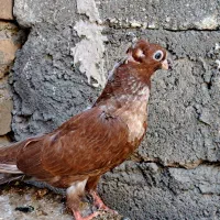 کبوتر زاغ|پرنده|جیرفت, |دیوار