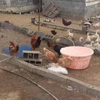مرغ خروس.اردک روسی . اردک محلی .بوقلمون . غاز|حیوانات مزرعه|نور, |دیوار