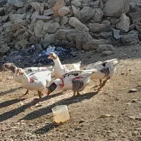 چند تا عدد قاز