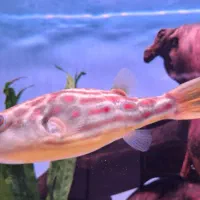 پافر رد اسپات صیدی