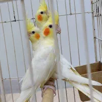 جوجه عروس هلندی