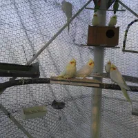 طوطی کوتوله برزیلی مولد ملنگو جفت وتکی|پرنده|خمینیشهر, |دیوار