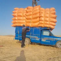 گندم کاه دیم درب دام داری