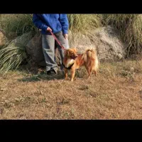 یک عدد سگ پامر اشپیتز ۱/۵ ساله ماده