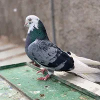 فروش کبوتر پرشی