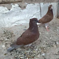 کفتر