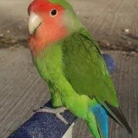 طوطی برزیلی گم شده