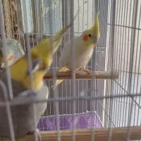 ۴ عدد عروس هلندی|پرنده|اهواز, منبع اب|دیوار