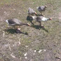 جوجه قاز ۵ماهه بزرگ درجه یک