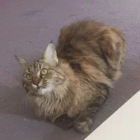 گربه پرشین بریتیش|گربه|اصفهان, شهرک امام خمینی|دیوار