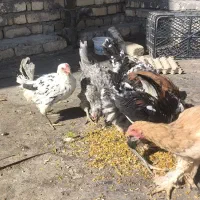 مرغ بومی گلین