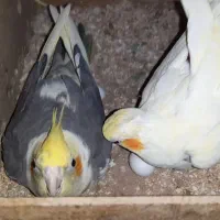 جوجه ۲ روزه عروس هلندی