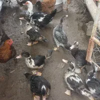 چند عدد اردک اسراییلی  ک محلی به فروش|حیوانات مزرعه|نوشهر, |دیوار