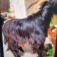 کهره نر|حیوانات مزرعه|بندر کنگان, |دیوار