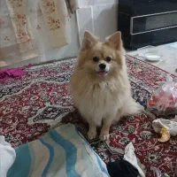 سگ پانامرا|سگ|جوین, |دیوار