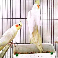 عروس هلندی مولد و کار داده