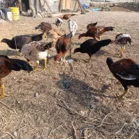 جوجه لاری۵ماهه|حیوانات مزرعه|خسروشاه, |دیوار