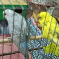 مرغ عشق|پرنده|صوفیان, |دیوار