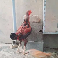 خروس لاری افغان|حیوانات مزرعه|تاتار علیا, |دیوار