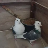 کفتر  پشتدار غریب برج|پرنده|کرج, شهرک اوج|دیوار