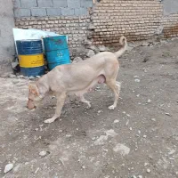 سگ پژدر|سگ|مشهد, ویلاشهر|دیوار