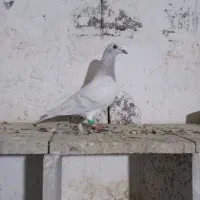 کبوتر کبود پلاکی وارداتی|پرنده|شبانکاره, |دیوار