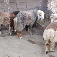 بره نر و ماده کیلو 720