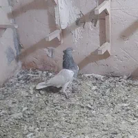 یجفت نروماده طوق سرکه، کله نر مست جوان|پرنده|شیراز, پودنک|دیوار