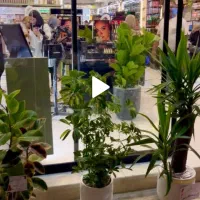 استخدام همکار خانم