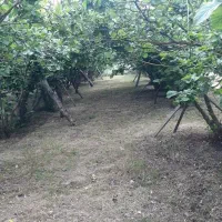 ویلاو باغ 1000متری در روستای اسیابر سراصلی|فروش خانه و ویلا|دیلمان, |دیوار