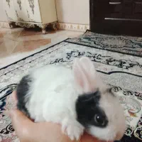 5تا بچه خرگوش