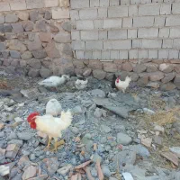 فروش مرغ و خروس