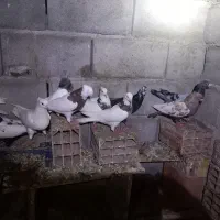کبوتر|پرنده|سملقان, |دیوار